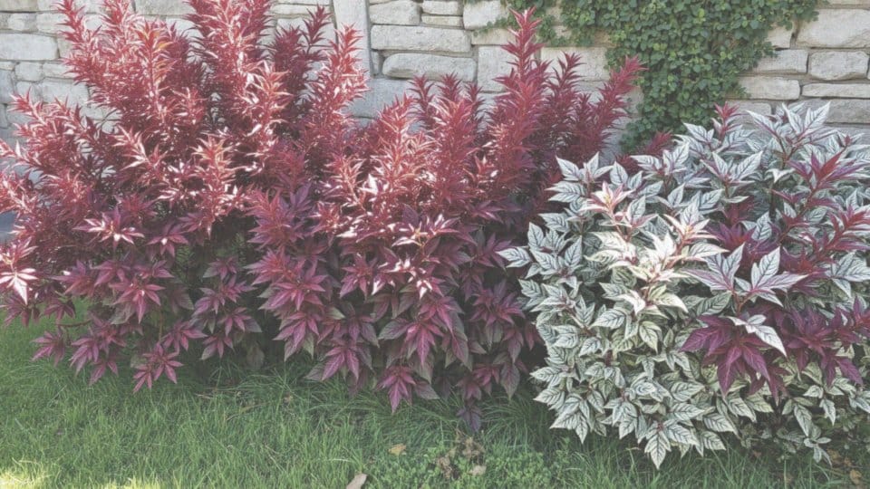 Jakie są odmiany trzmieliny i ich wymagania?