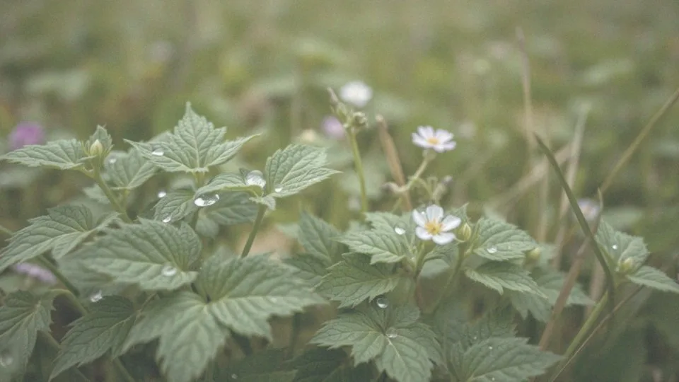 Jakie właściwości ma pokrzywa związane z ciśnieniem krwi?