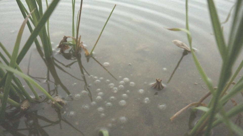 Kiedy karp ma tarło? Poznaj kluczowe informacje o rozmnażaniu