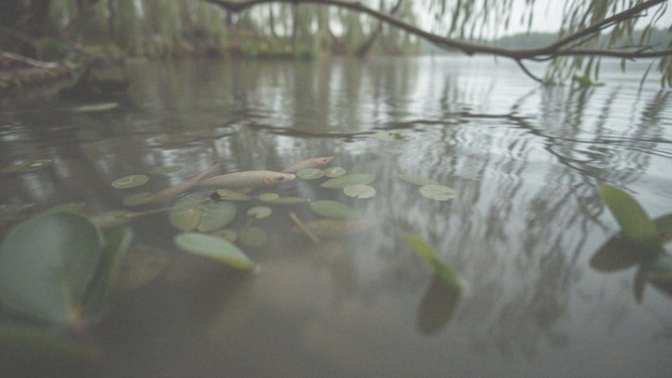 Kiedy lin ma tarło? Kluczowe informacje o okresie tarła