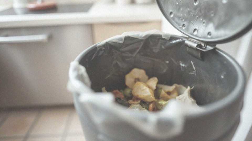 Larwy much w domu – jak je zwalczać i zapobiegać inwazji?